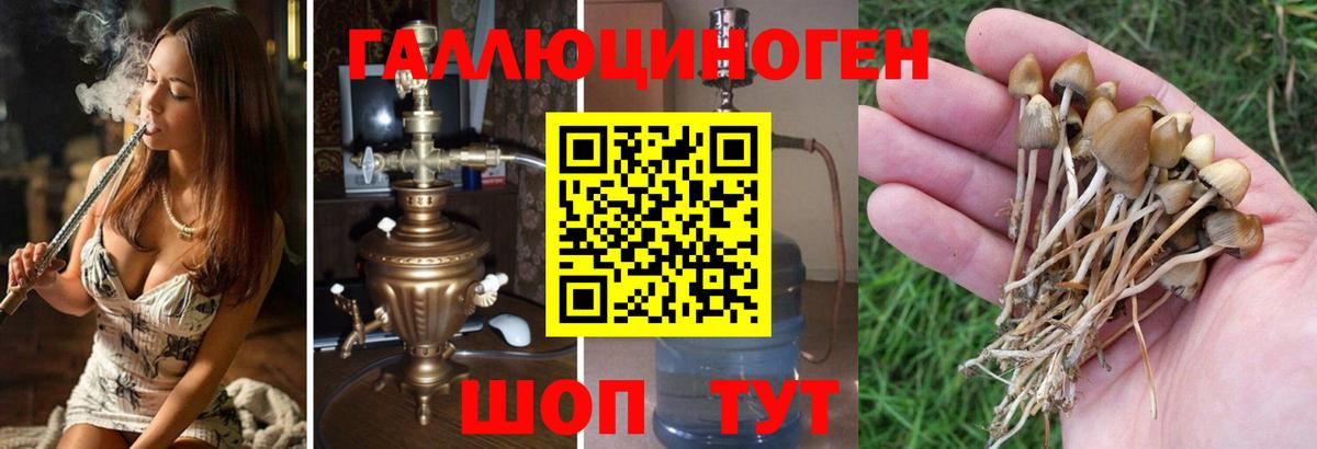 Псилоцибиновые грибы GOLDEN TEACHER Новочебоксарск